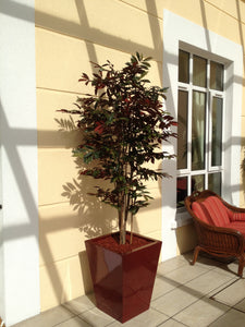 Capensia Tree