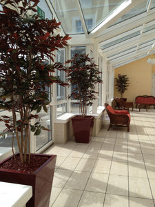 Capensia Tree