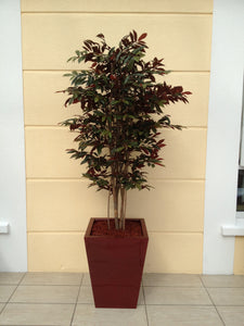 Capensia Tree