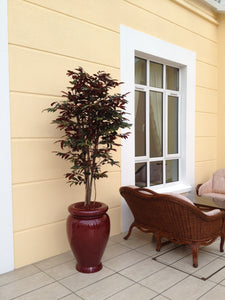 Capensia Tree