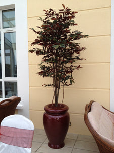 Capensia Tree