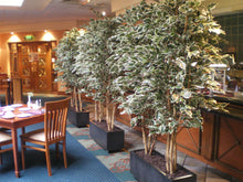 Load image into Gallery viewer, Ficus Varigated
