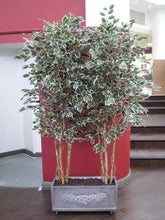 Load image into Gallery viewer, Ficus Varigated