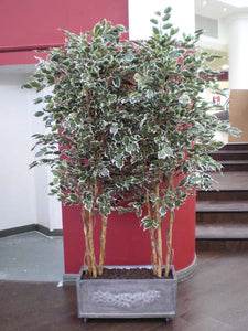 Ficus Varigated