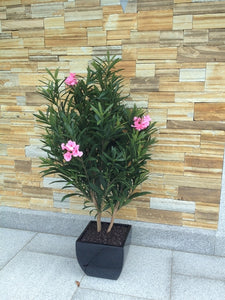 Oleander Body