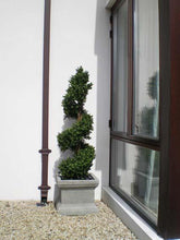 Load image into Gallery viewer, Boxwood Spiral 4ft