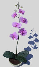 Load image into Gallery viewer, Phalaenopsis