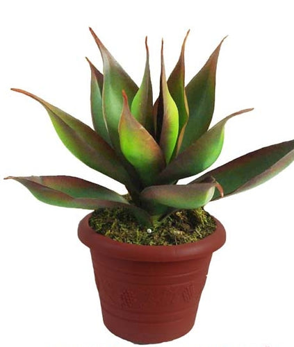Tropic Lotus