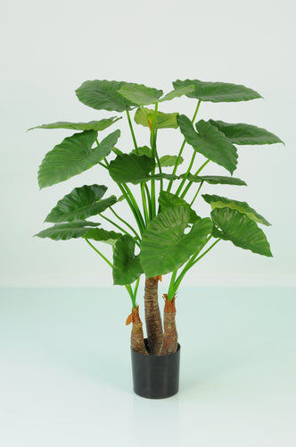 Alocasia Calidora Palm