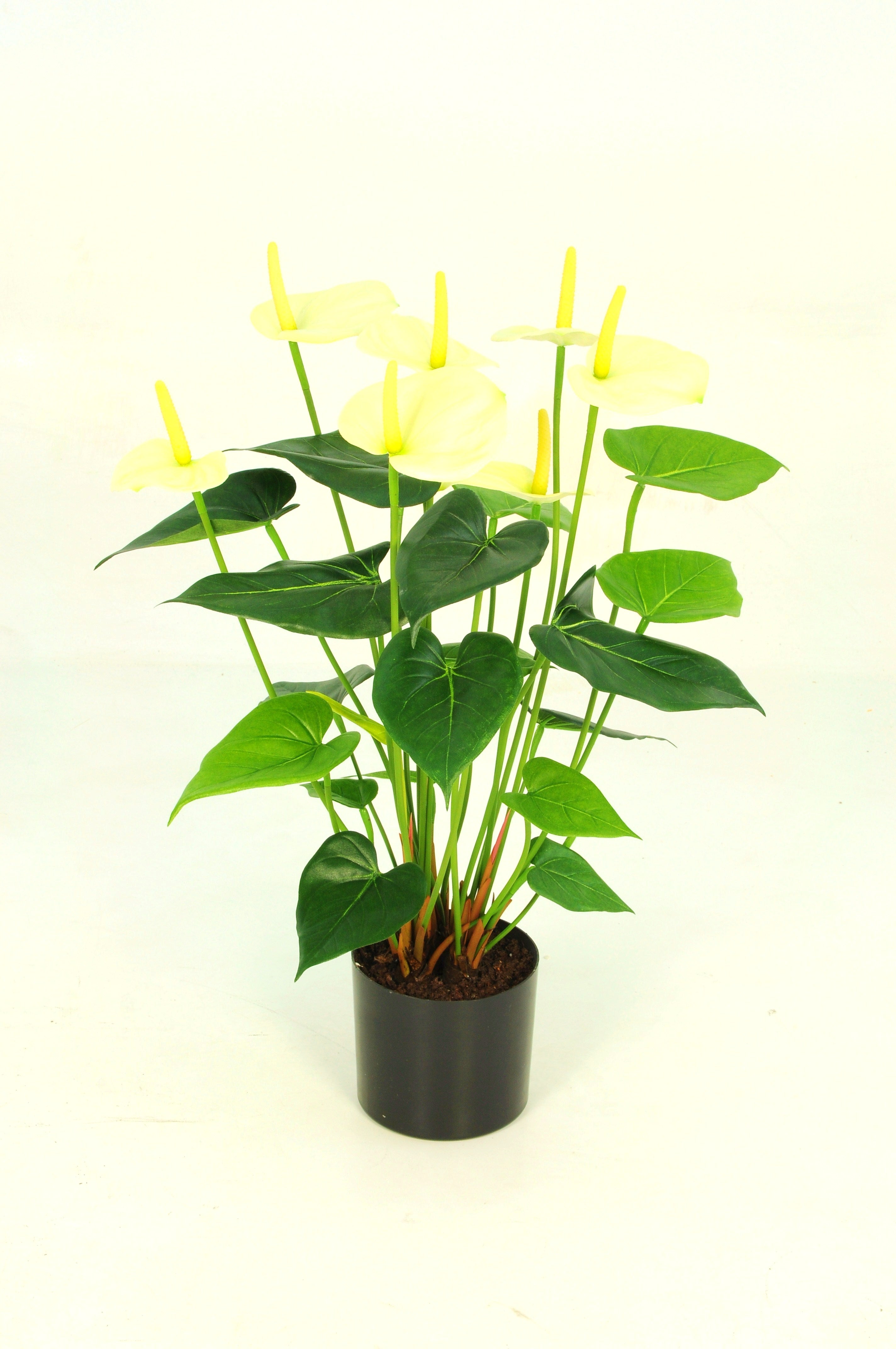 anthurium cream Anthurium Potted Bush
