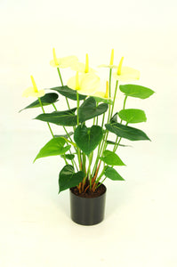 Anthurium Potted Bush - Cream