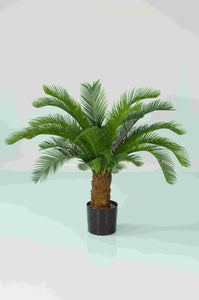 Baby Cycus Palm