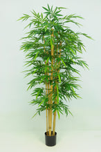 Load image into Gallery viewer, Bamboo Giant