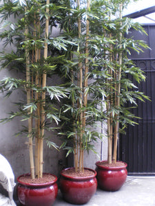 Bamboo Giant