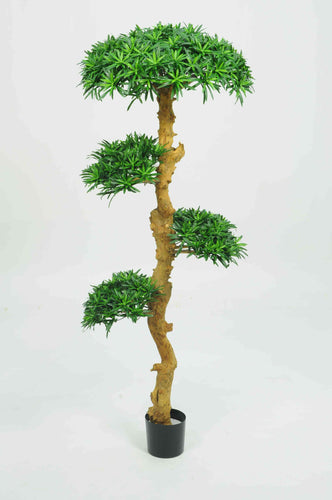 Bonsai Wood Tree