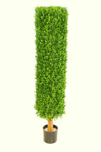 Boxwood Cylinder 3.5ft