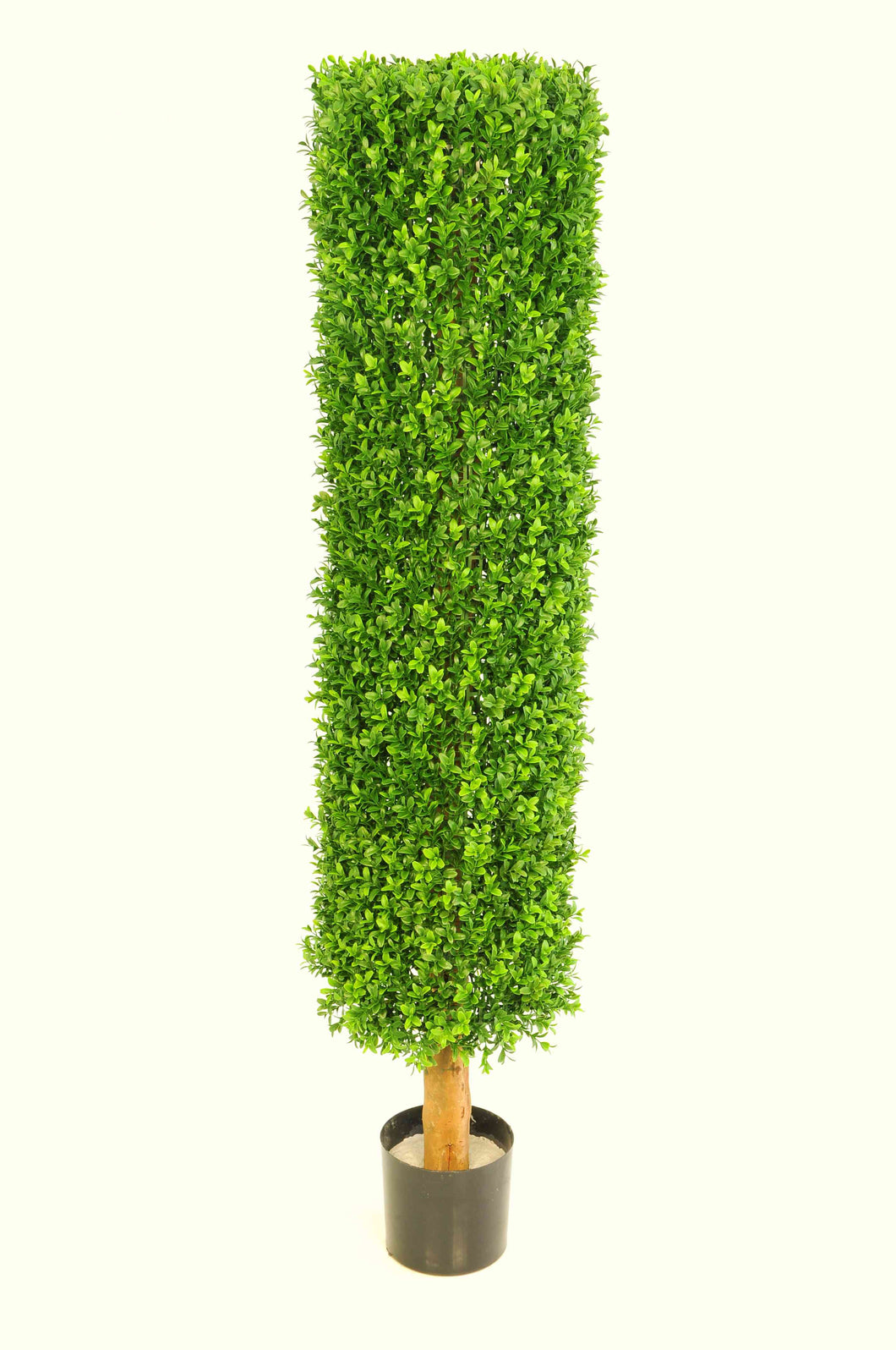 Boxwood Cylinder 3.5ft