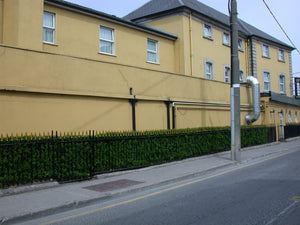 Boxwood Hedge Large