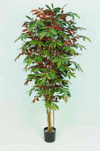 Load image into Gallery viewer, Capensia Tree
