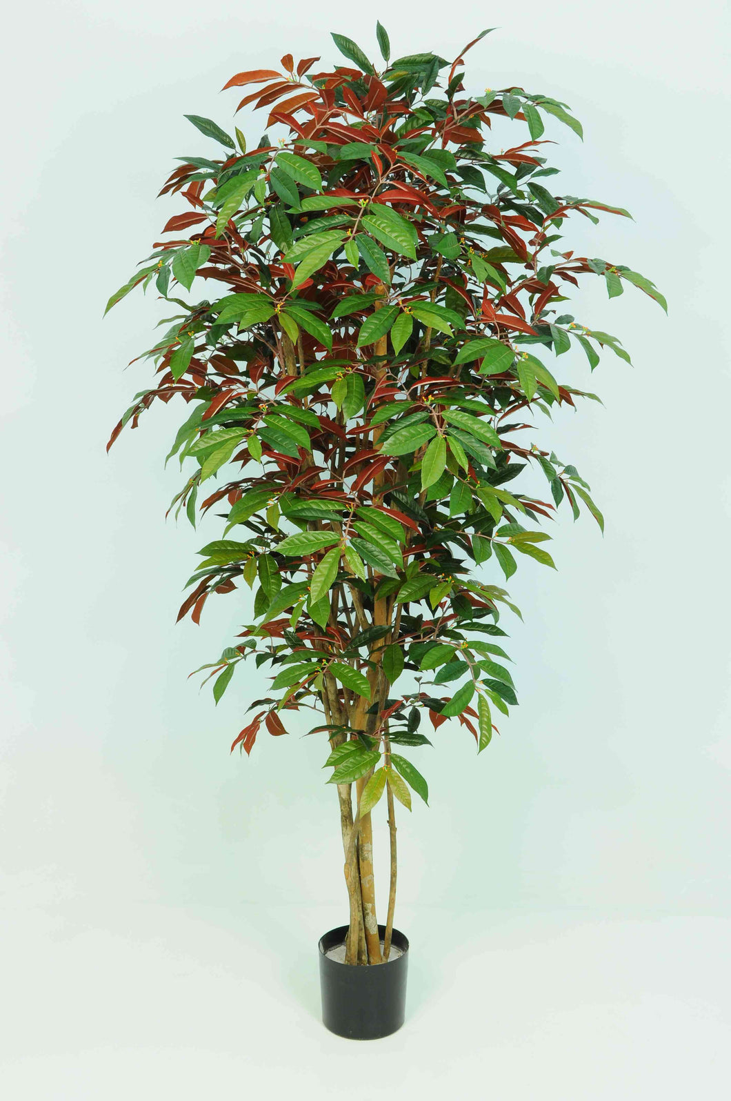 Capensia Tree