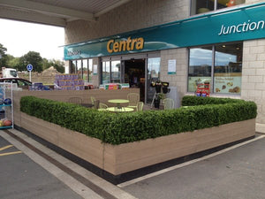Boxwood Hedge Medium