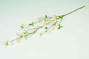 Cherry Blossom Branch