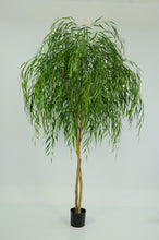 Load image into Gallery viewer, Chinese Willow