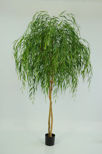 Chinese Willow