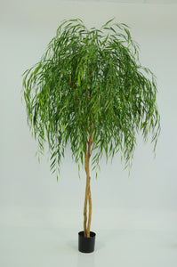 Chinese Willow