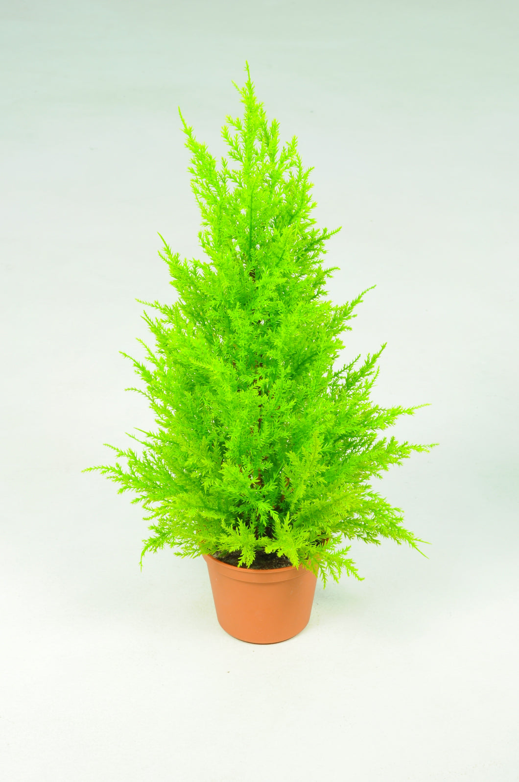 Cupressus Potted