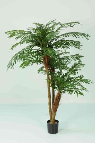 Cycus Palm X3 Heads