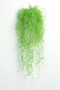 Long Hair Hanging Vine