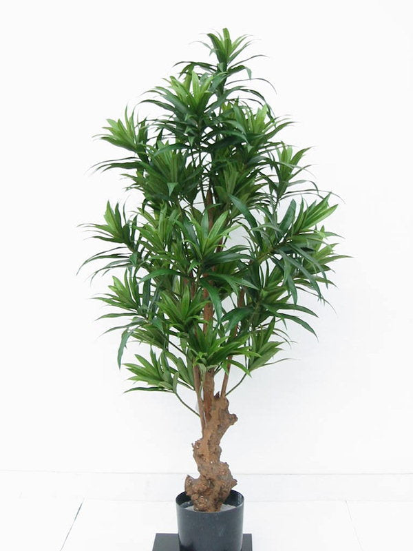 Dracaena Reflexa Bonsai – Trees Company