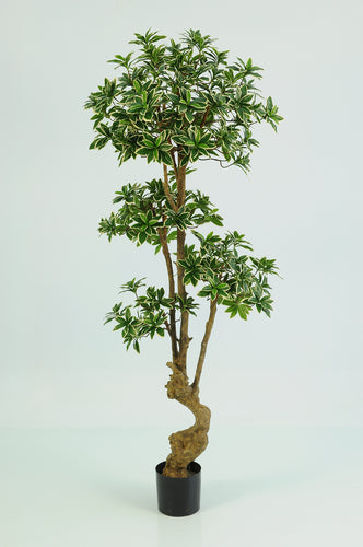 Euonymus Japonicus Bonsai