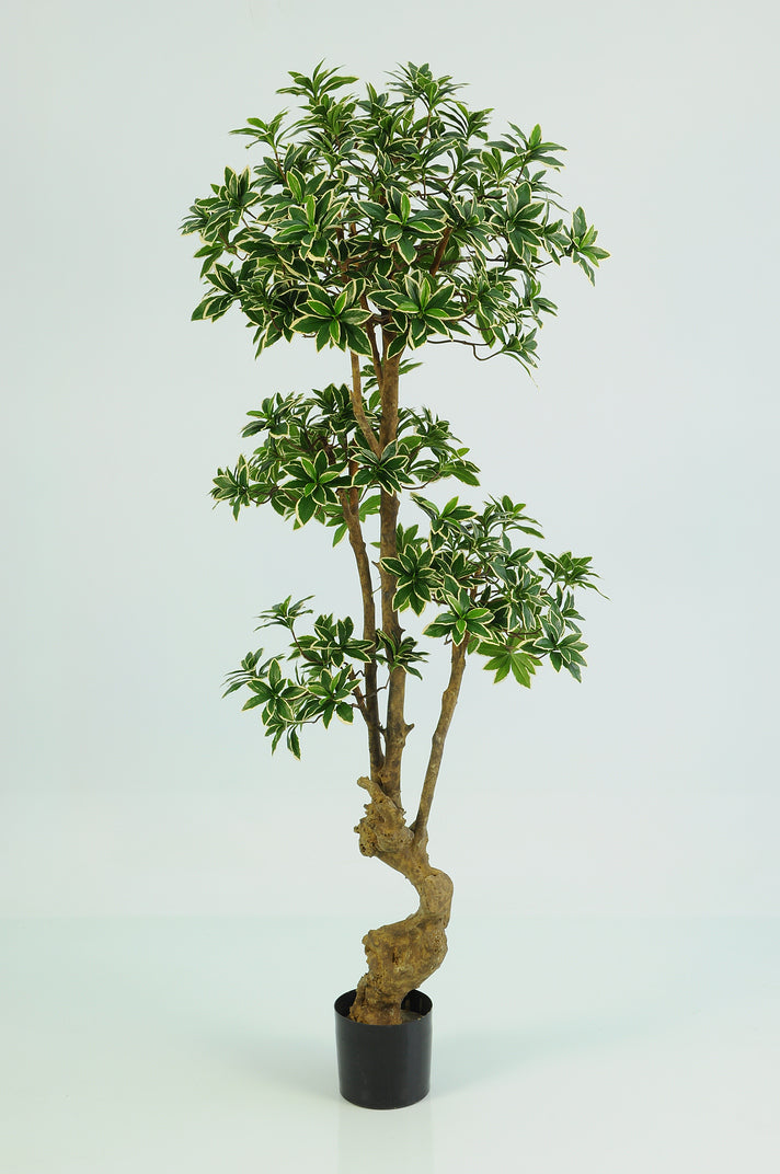 Euonymus Japonicus Bonsai – Trees Company