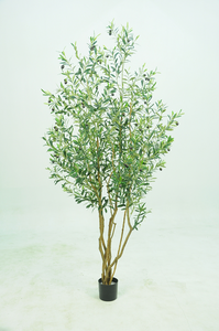 X-Olive Tree
