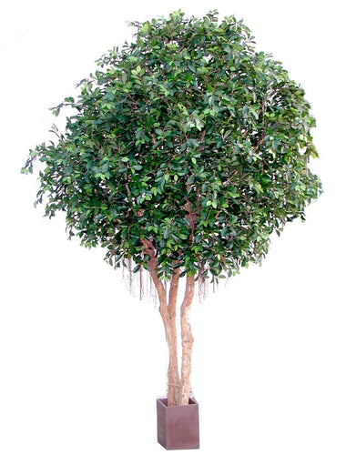 Ficus Giant
