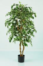 Load image into Gallery viewer, Ficus Varigated