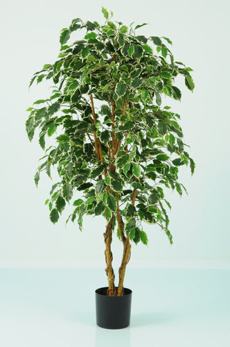 Ficus Varigated
