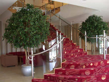 Load image into Gallery viewer, Ficus Giant