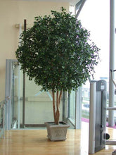 Load image into Gallery viewer, Ficus Giant