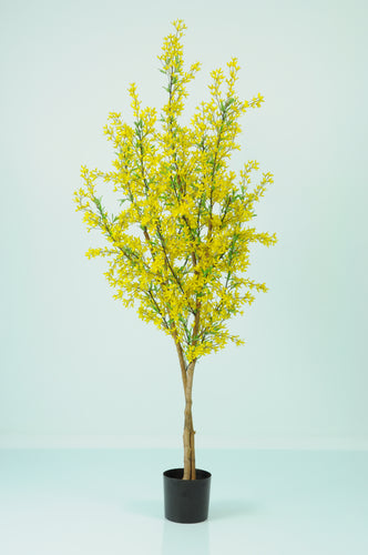 Forsythia