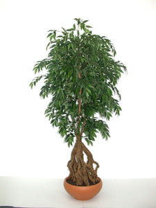 French Ficus Root