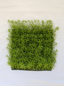Glod Senecio Tile