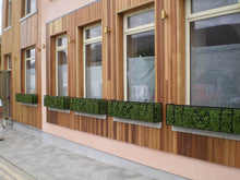 Load image into Gallery viewer, Boxwood Hedge Small