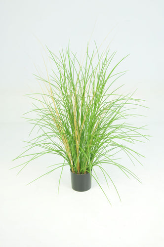Honey Grass Potted