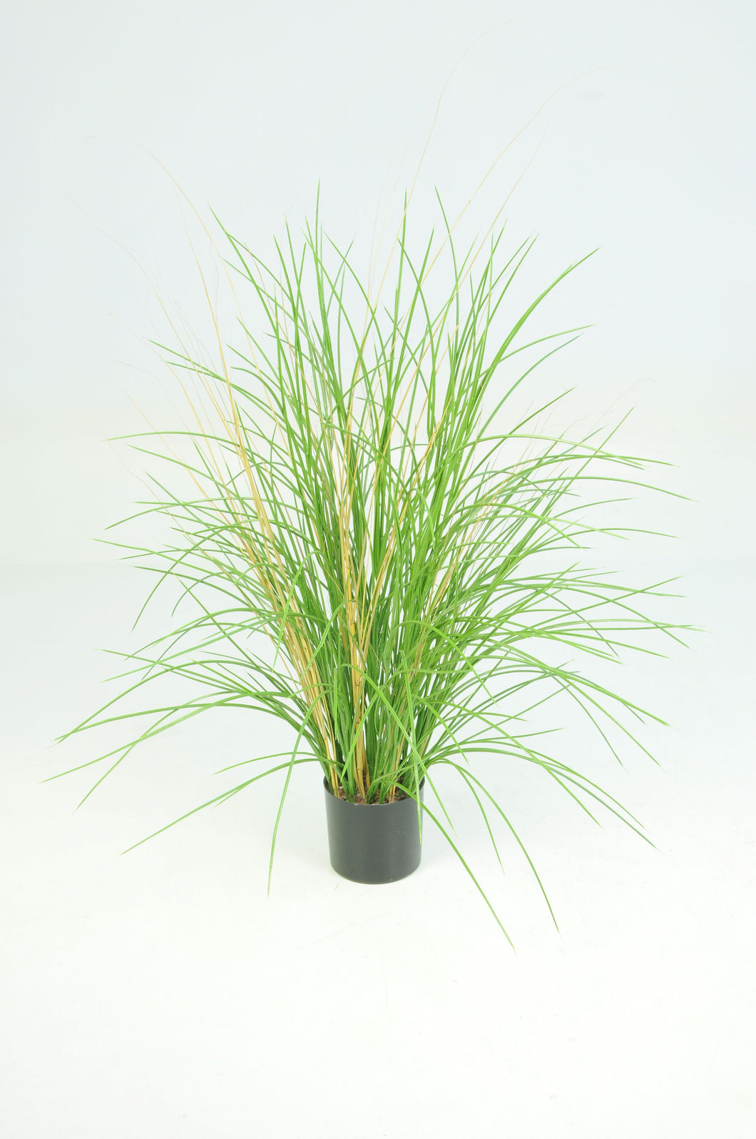 Honey Grass Potted