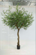 Load image into Gallery viewer, Olive Natural Tree