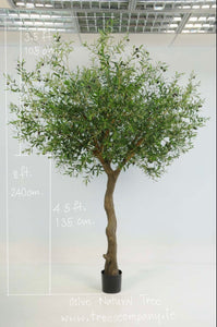 Olive Natural Tree