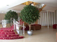 Load image into Gallery viewer, Ficus Giant